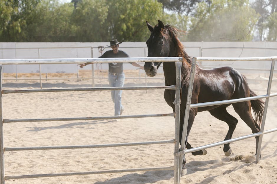 Animal trainer working with a dark horse in a training paddock, guiding the animal using a lead rope