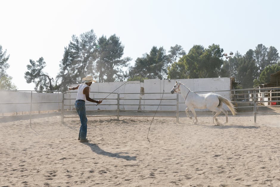 Horse wrangler training a white horse in a sandy outdoor ring using a long lead line